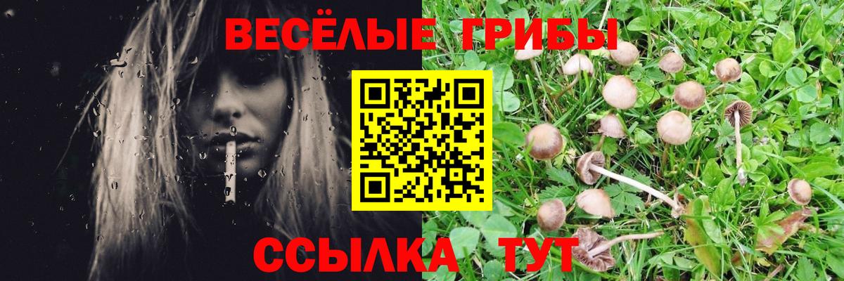 Псилоцибиновые грибы Psilocybe Саратов